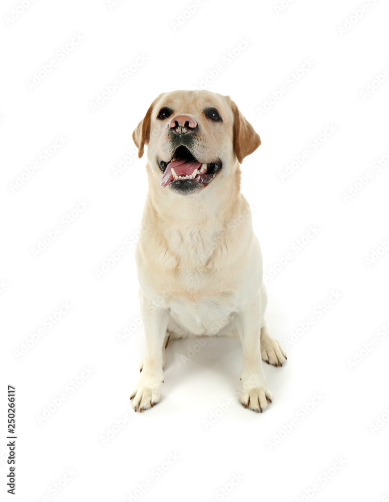 Cute Labrador Retriever on white background