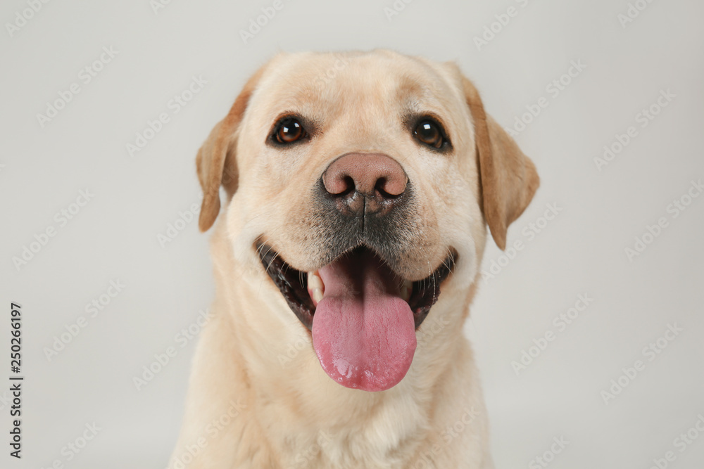 Cute Labrador Retriever on light background