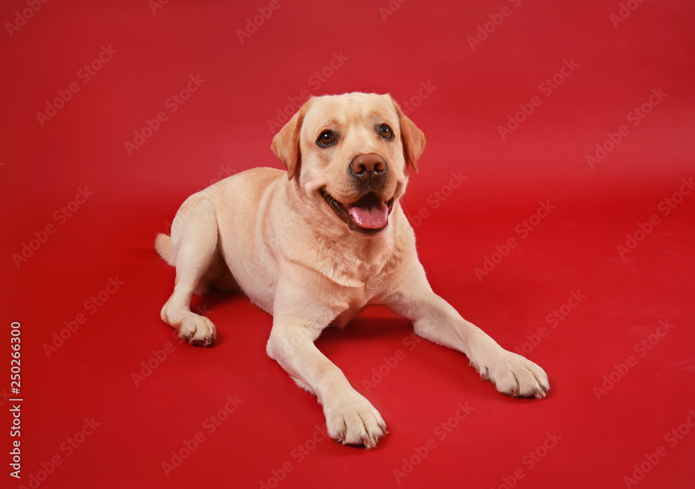 Cute Labrador Retriever on color background