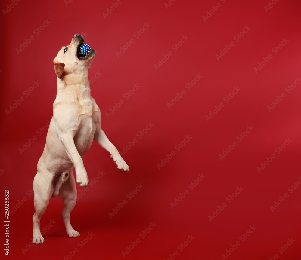 Cute Labrador Retriever playing with ball on color background