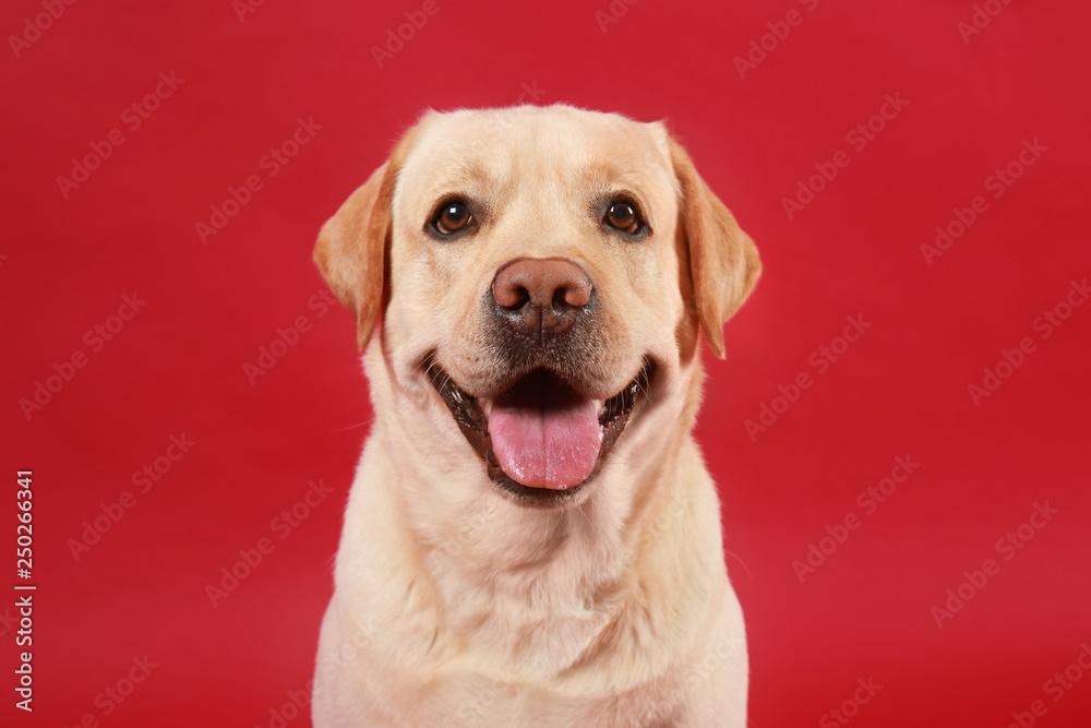 Cute Labrador Retriever on color background