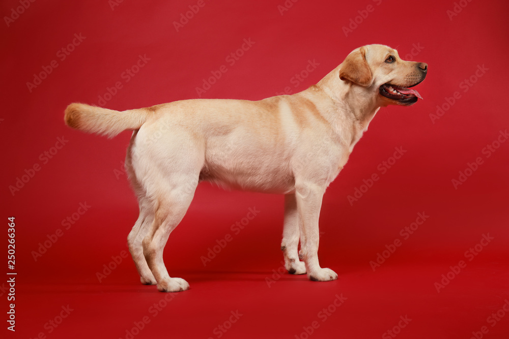 Cute Labrador Retriever on color background