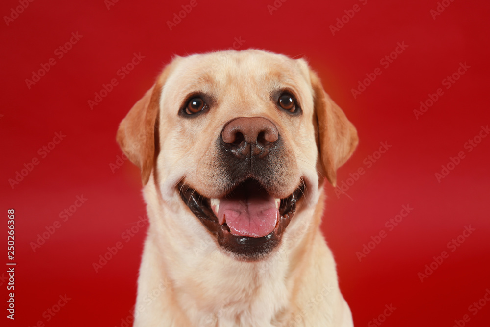 Cute Labrador Retriever on color background