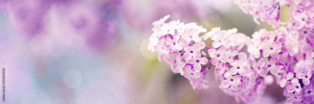 丁香花春天开花，阳光明媚的日子背景