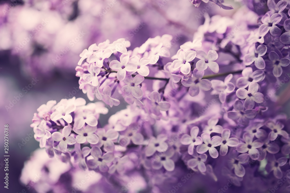 Purple lilac flowers close-up background 