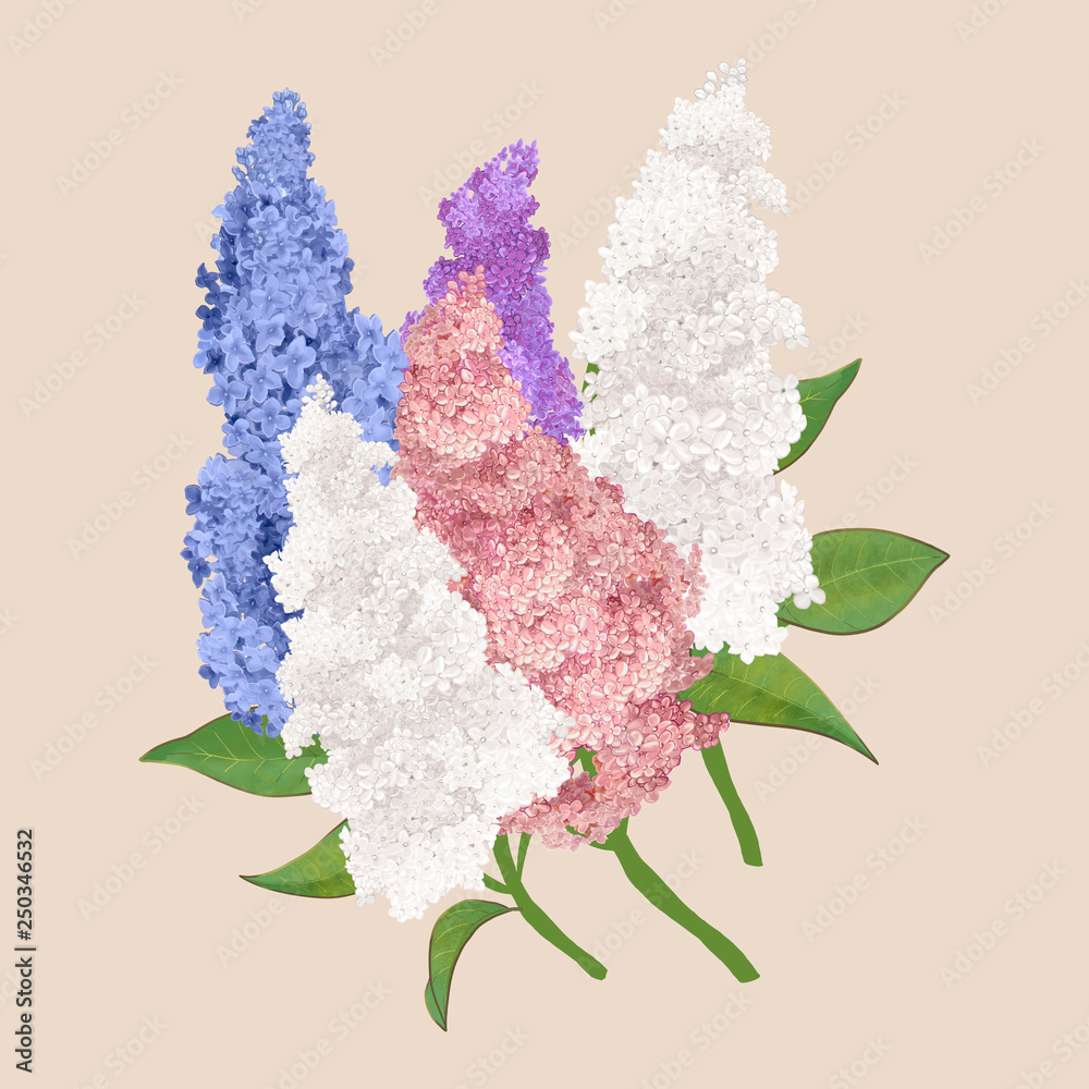 Colorful Lilac flowers