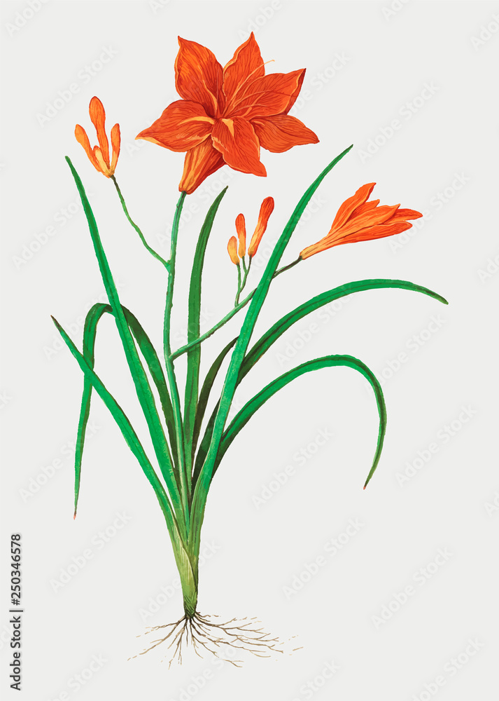 Orange daylily in vintage style