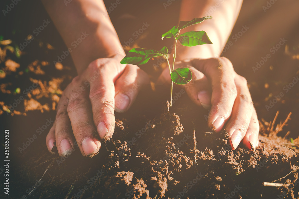 Seedling growing from fertile soil was gently encircled with hands, Concept of environmental conserv