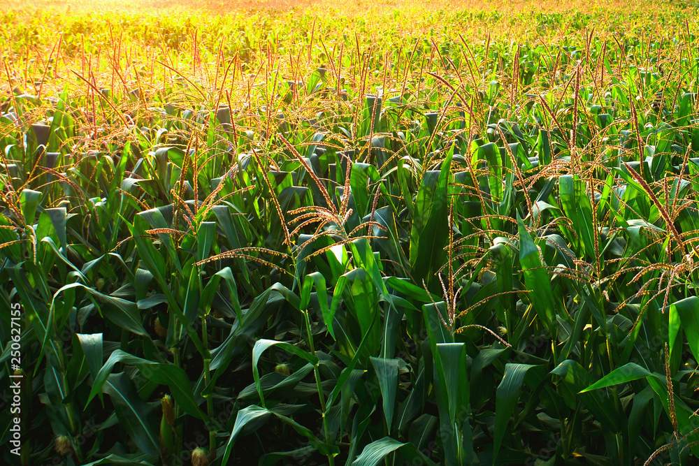 corn field with sunrise