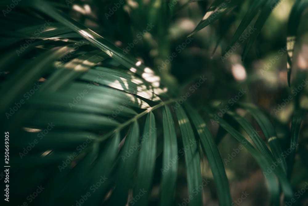 Blurred Tropical green leaf in dark tone.