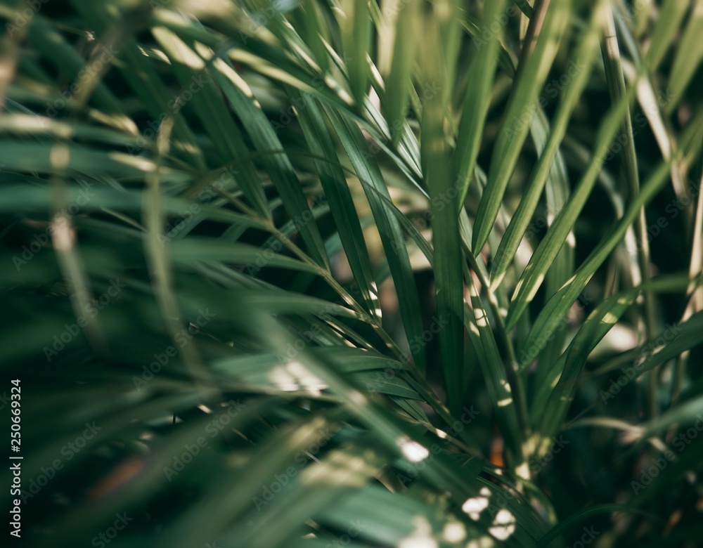 Blurred Tropical green leaf in dark tone.