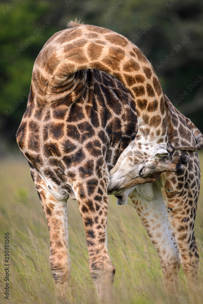 南非长颈鹿或开普长颈鹿（Giraffa camelopardalis Giraffa）自我梳理…夸祖鲁-纳特