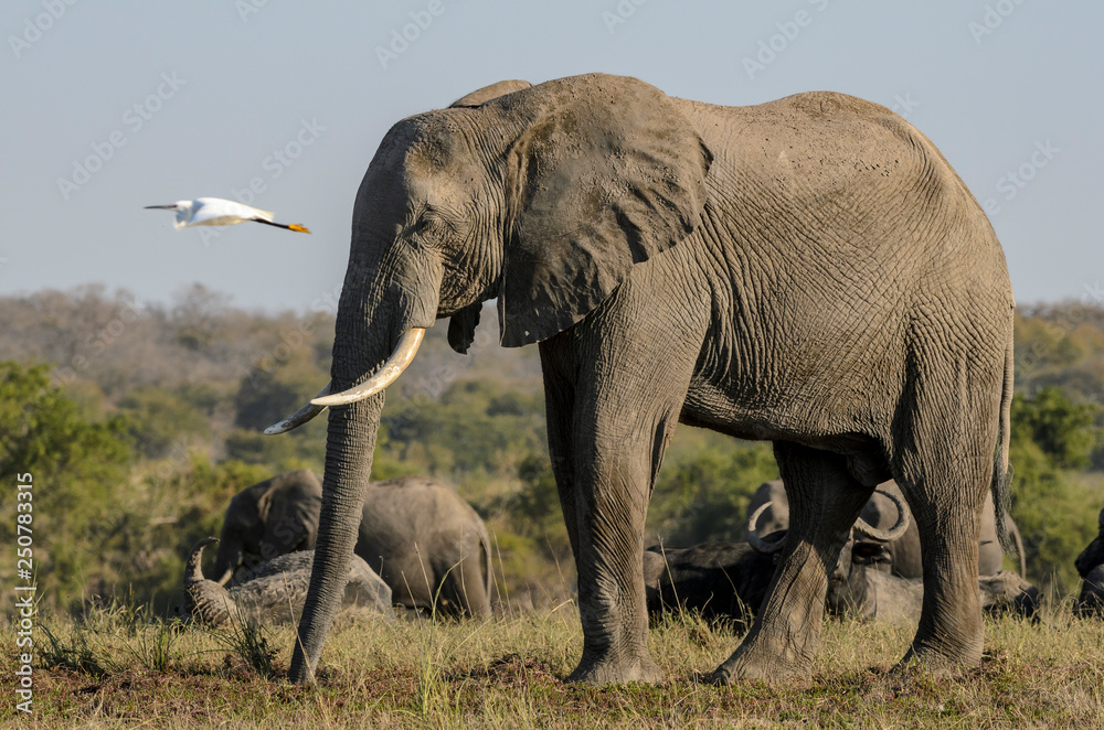 Cattle egret (Bubulcus ibis) flying past an African bush elephant (Loxodonta africana) aka African s