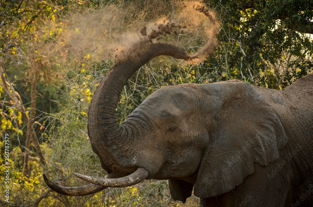 African bush elephant (Loxodonta africana) aka African savanna elephant or African elephant sand bat