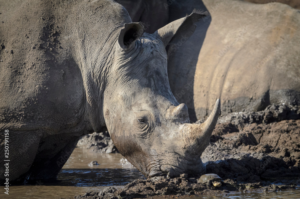 White rhinoceros or square-lipped rhinoceros or rhino (Ceratotherium simum) wallowing in a waterhole