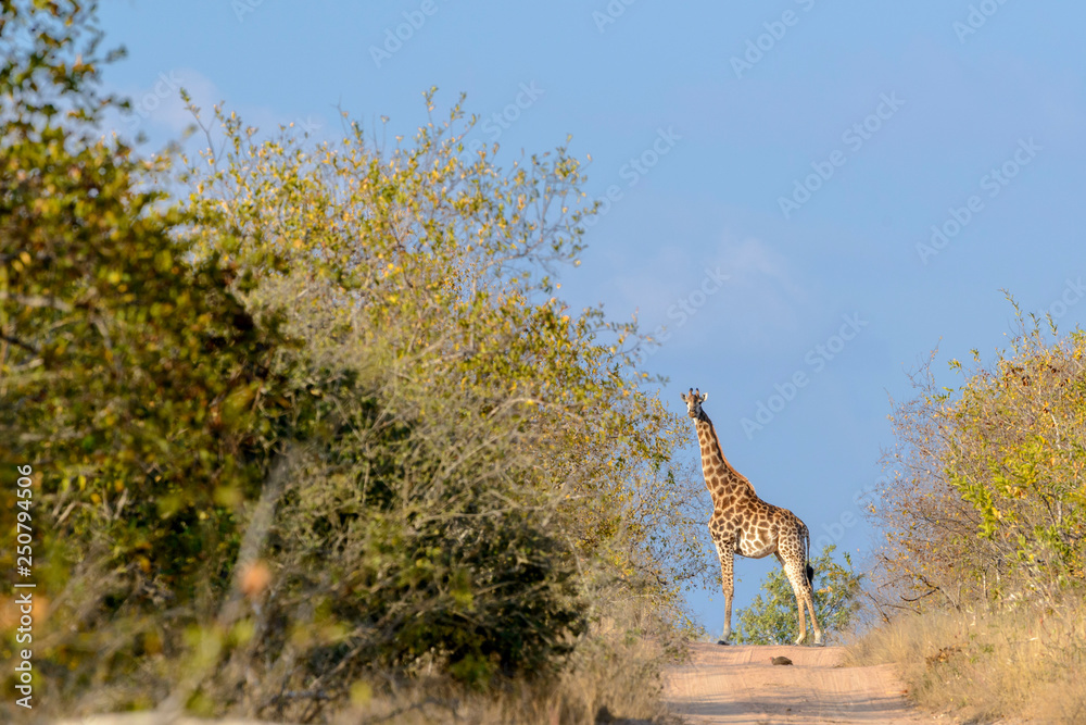 South African giraffe or Cape giraffe (Giraffa camelopardalis giraffa). Limpopo Province. South Afri