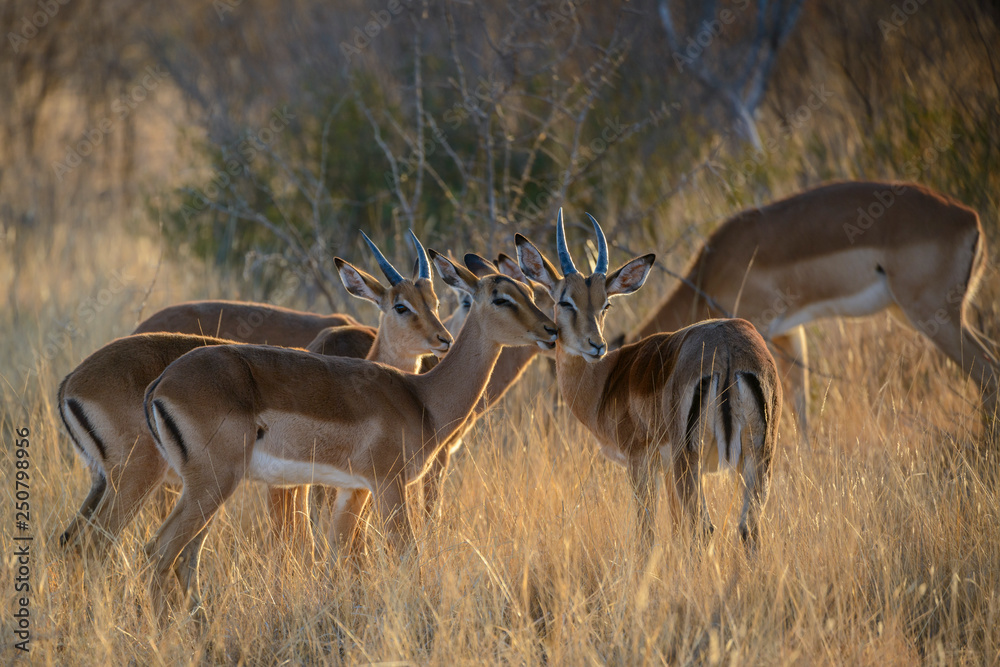 Impala (Aepyceros melampus). North West Province. South Africa