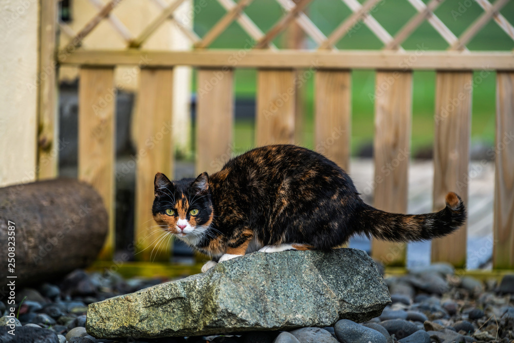 Black and brown color cat outside the house.