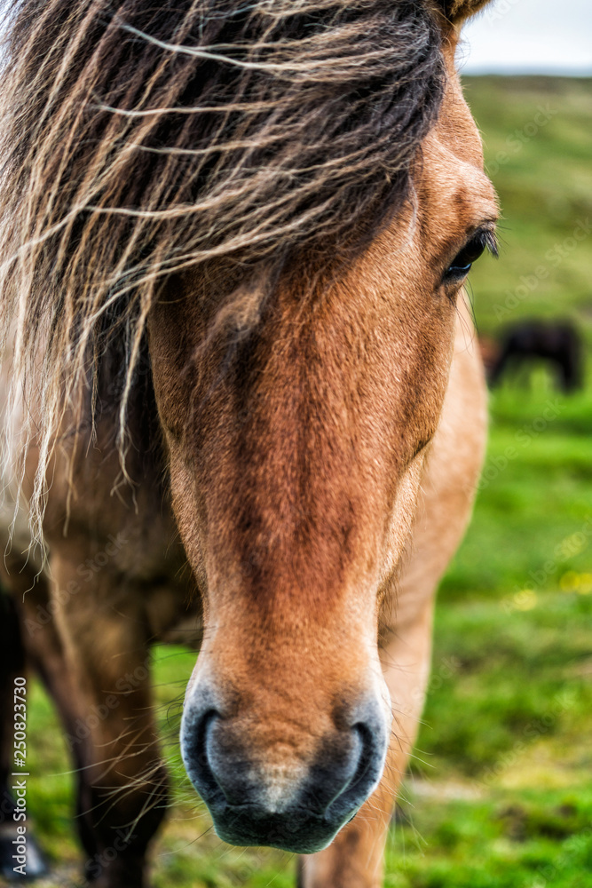 Icelandic horse in scenic nature of Iceland.