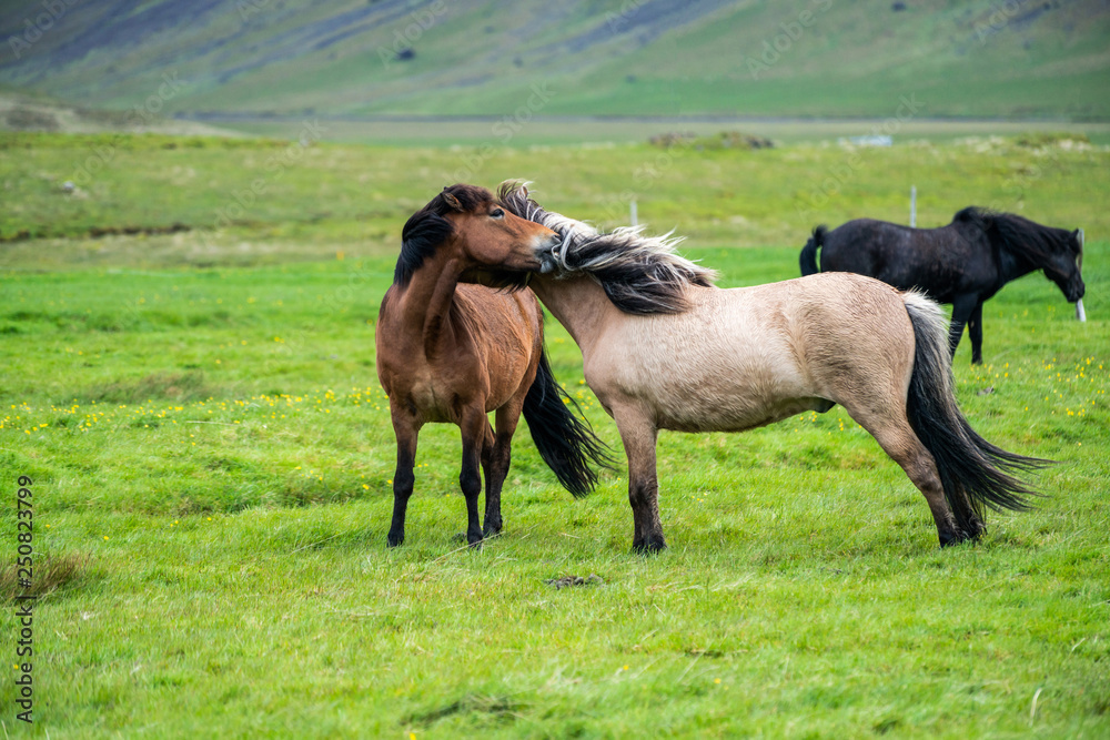 Icelandic horse in scenic nature of Iceland.