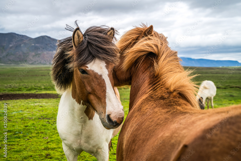 Icelandic horse in scenic nature of Iceland.