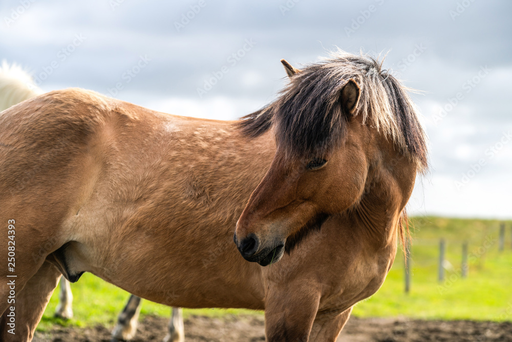 Icelandic horse in scenic nature of Iceland.