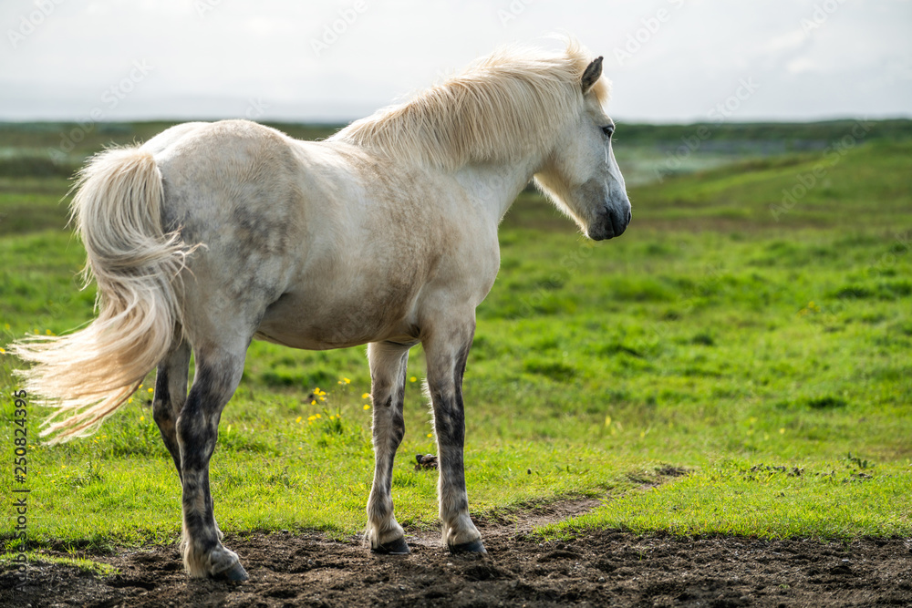 Icelandic horse in scenic nature of Iceland.