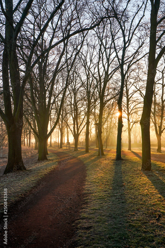 Tiefstehende Sonne und Nebel im winterlichen Stadtpark von Magdeburg