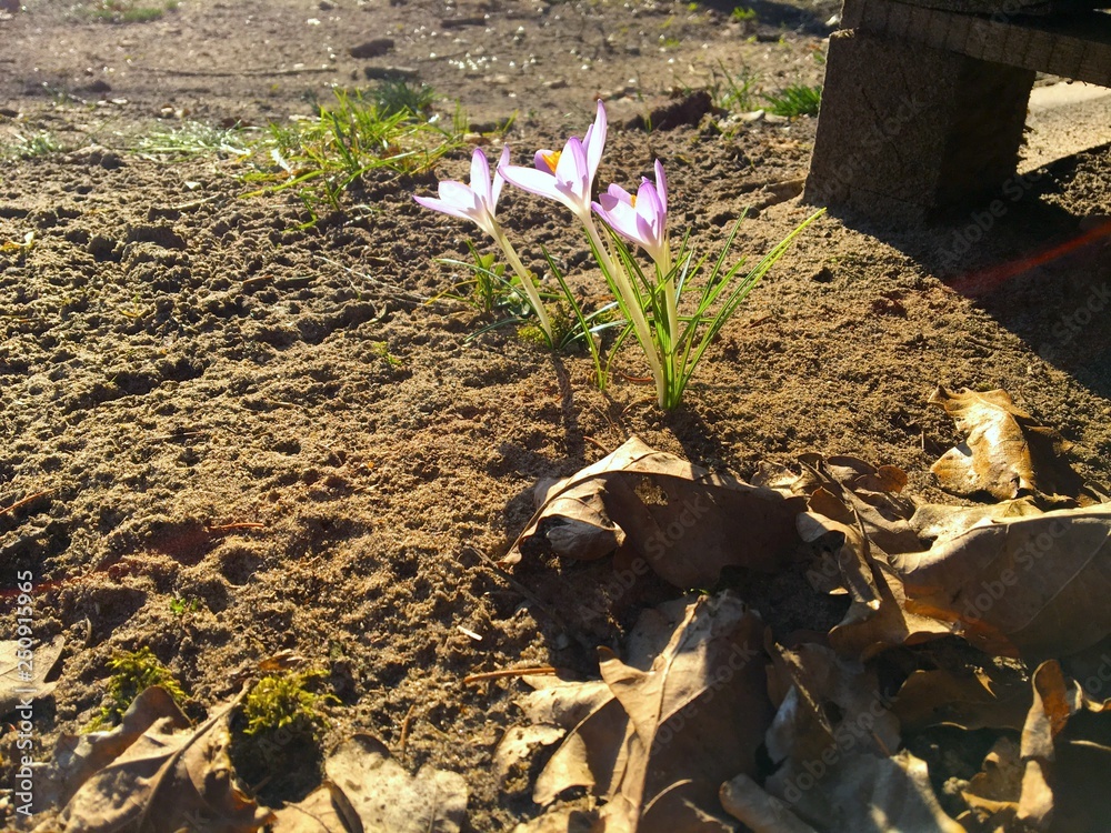 Frühling Blumen