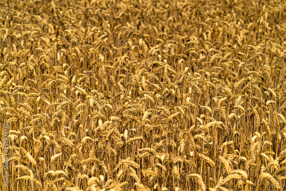 Golden wheat field and sunny day. Yellow grain ready for harvest growing in farm field.