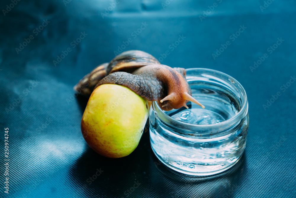 a big snail leans on an apple and climbs into a jar with water. African snail Achatina is the larges