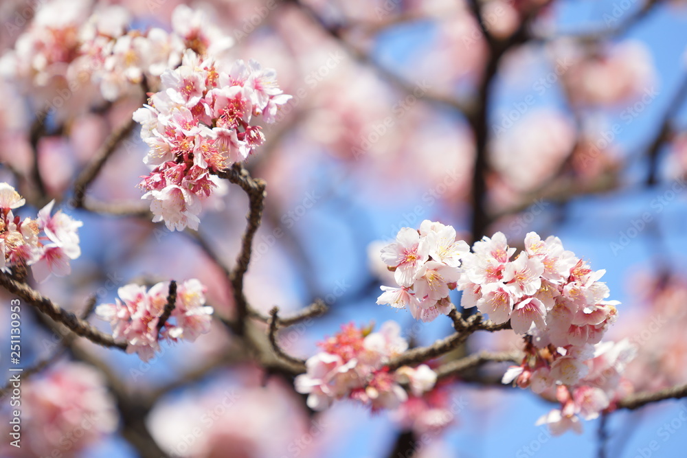 東京の桜