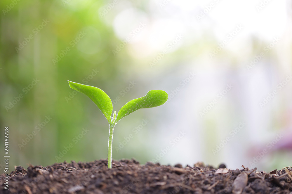 带着露水在早晨生长的年轻绿色植物