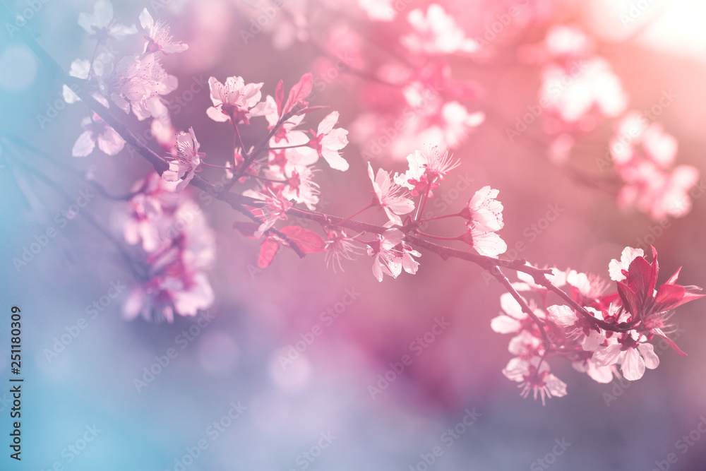 Blooming tree in spring