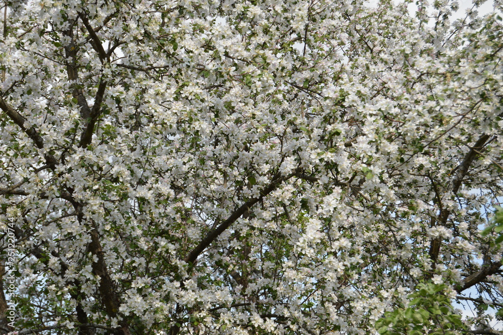 white flowers on tree