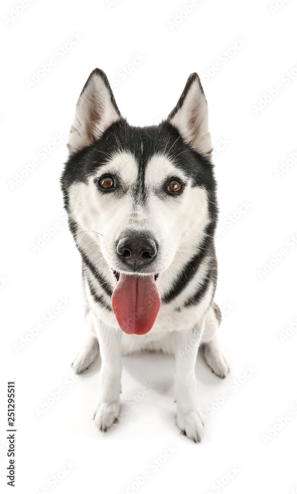 Adorable husky dog on white background