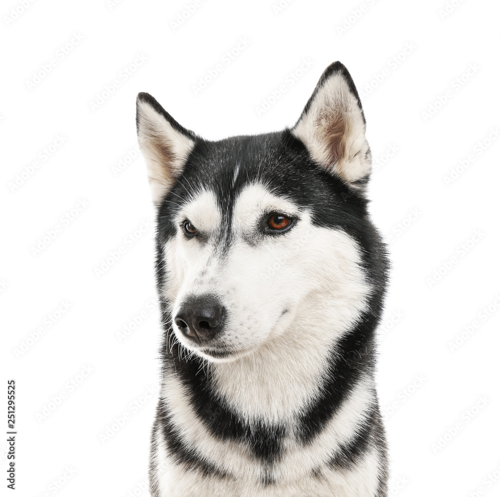 Adorable husky dog on white background