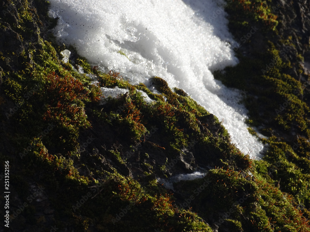 mossy tree in winter