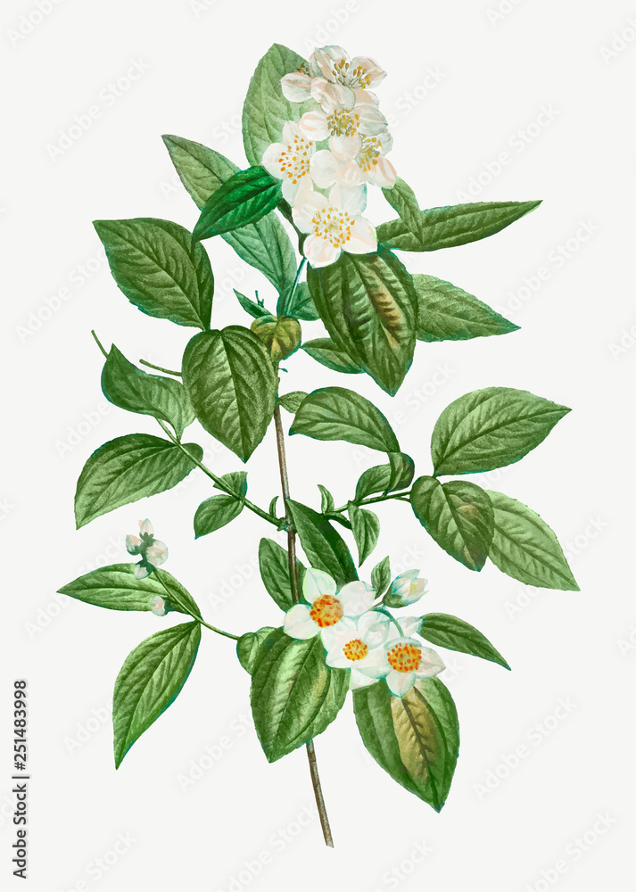 开花的北美Philadelphus Coronarius