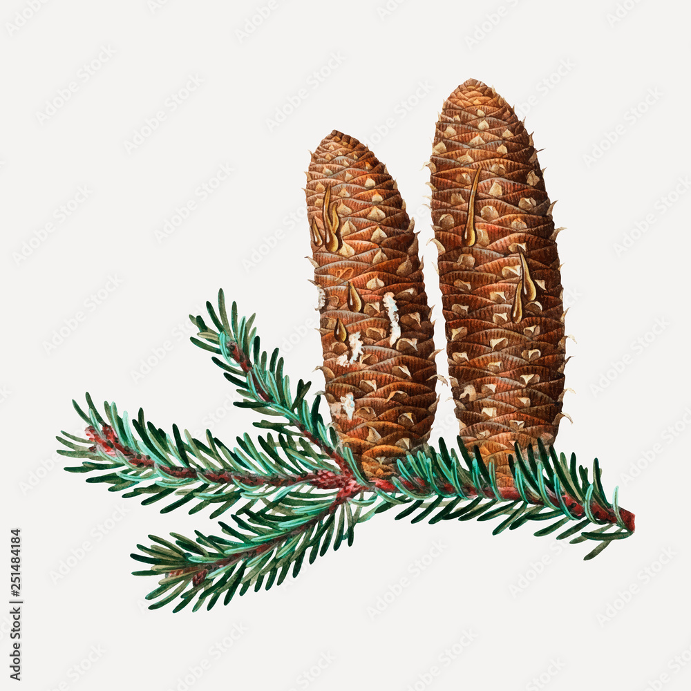 Silver fir and conifer cones