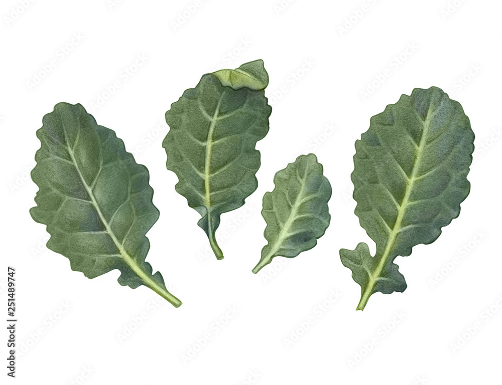 Baby Kale Leaves Pencil Illustration Isolated on White