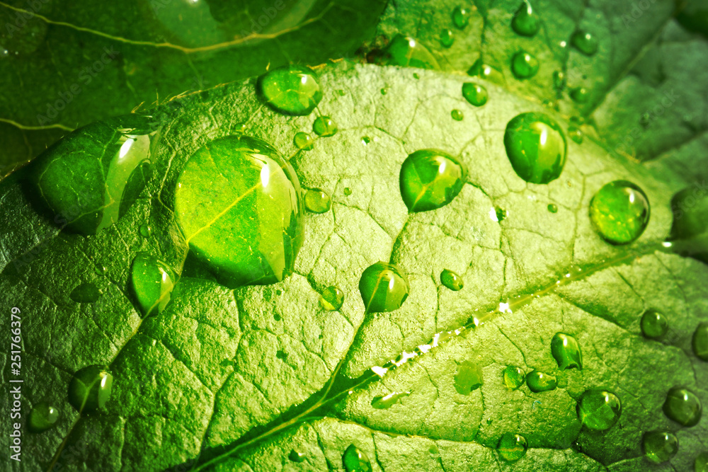 美丽的透明雨水滴在绿叶上。阳光下的早晨有很多露水。