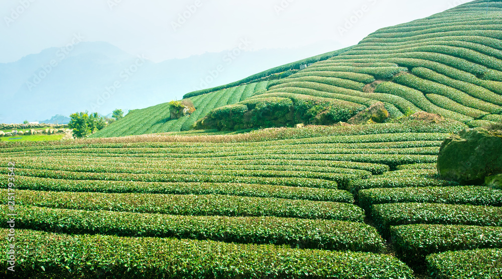 美丽的茶园鳞次栉比，蓝天白云，茶产品的设计理念