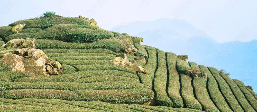 美丽的茶园排景与蓝天白云隔绝，茶产品的设计理念