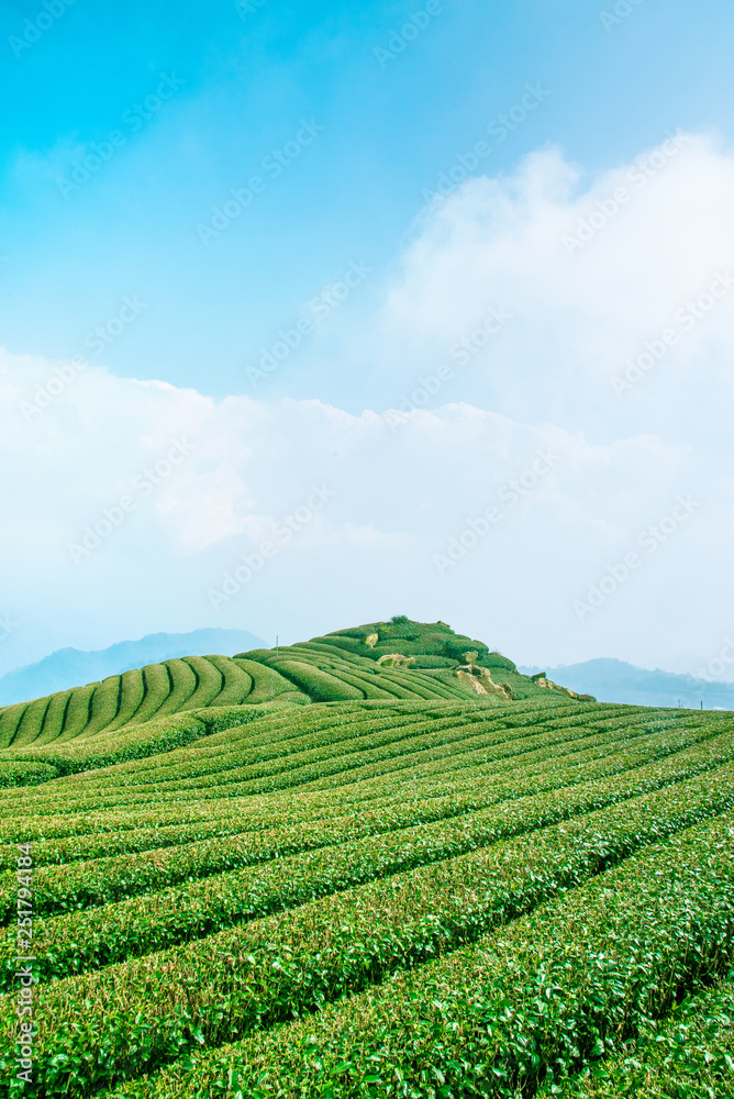 美丽的茶园排景与蓝天白云隔绝，茶产品的设计理念