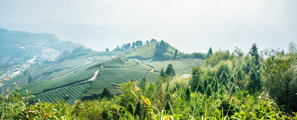 美丽的茶园排景与蓝天白云隔绝，茶产品的设计理念