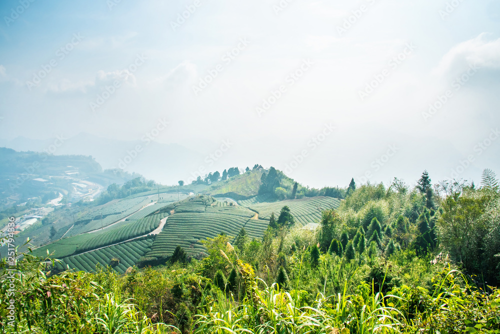 美丽的茶园排景与蓝天白云隔绝，茶产品的设计理念