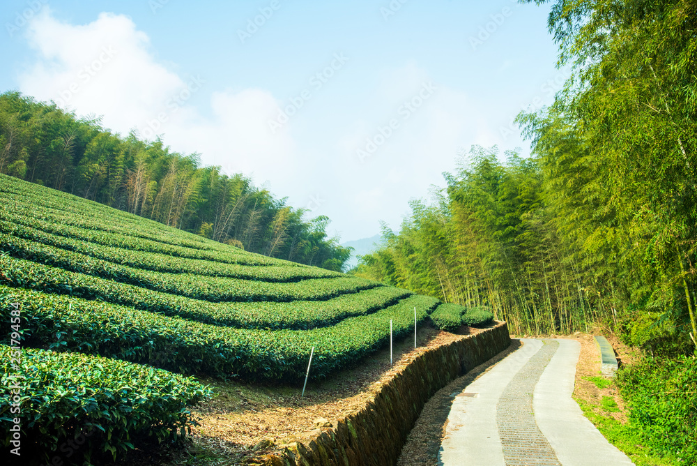 美丽的茶园鳞次栉比，蓝天白云，茶产品的设计理念