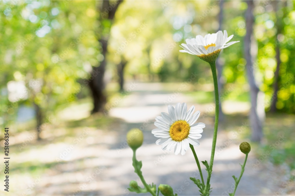 雏菊。