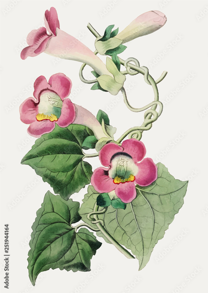 爬行gloxinia